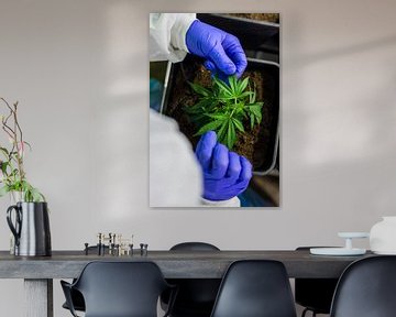 Close Up Cannabisverzorging van dichtbij van Felix Brönnimann