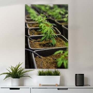 Jonge Cannabisplant - Hennep van Poster Art Shop