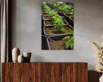 Jeune plante de cannabis - Chanvre sur Felix Brönnimann