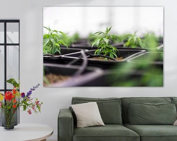 Medical Cannabis - CBD by Felix Brönnimann