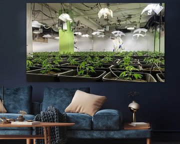 Indoor Plant - Cannabis by Felix Brönnimann