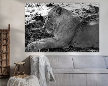 Young Male Lion by Reynout van Wanroij