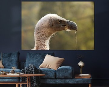 Hungry Griffon Vulture by Ralph van Leuveren
