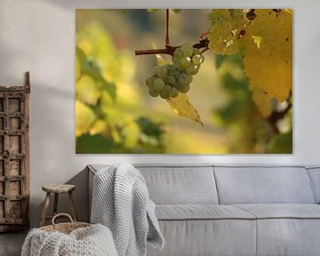 Vigne raisin blanc de la vigne à Saarburg (Allemagne) sur Ralph van Leuveren