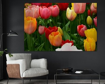 Tulipa in mixed colours sur Marcel van Duinen