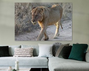Leeuw in Paul Krugerpark Zuid Afrika van Ralph van Leuveren
