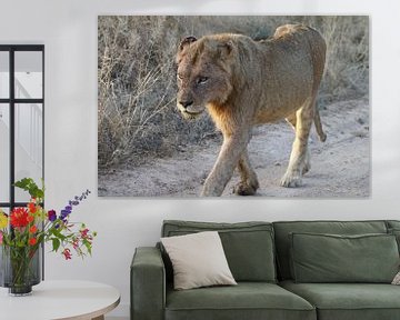 Löwen Paul Kruger Park South Africa von Ralph van Leuveren
