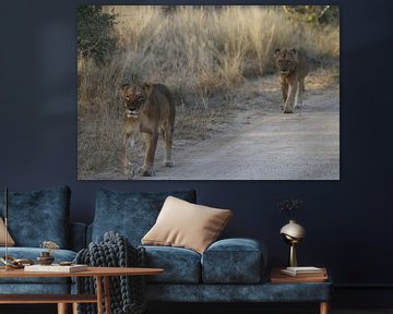Lions marchant dans le parc Paul Kruger, Afrique du Sud