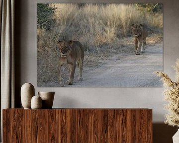 Leeuwen aan de wandel in Paul Krugerpark Zuid Afrika