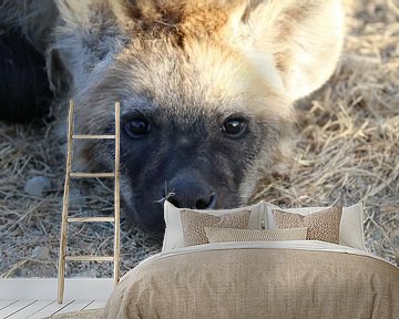 Hyena jong in Paul Krugerpark Zuid Afrika van Ralph van Leuveren