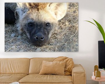 Hyena jong in Paul Krugerpark Zuid Afrika van Ralph van Leuveren