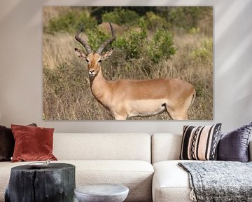Impala Itala Park Zuid Afrika van Ralph van Leuveren