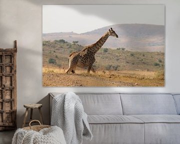 Giraffe South Africa by Ralph van Leuveren
