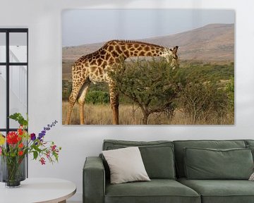 Etende giraffe Zuid Afrika van Ralph van Leuveren