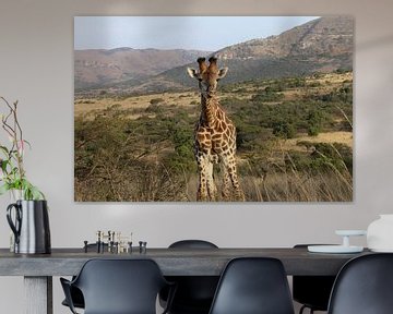 Giraffe Itala Parc in  Zuid Afrika van Ralph van Leuveren