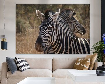 Zebras Pilanesberg National Park South Africa by Ralph van Leuveren