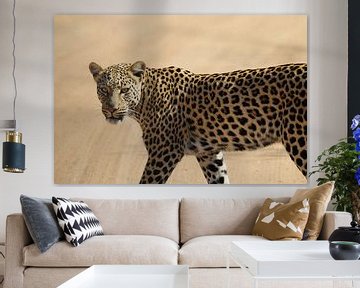 Leopard South Africa von Ralph van Leuveren