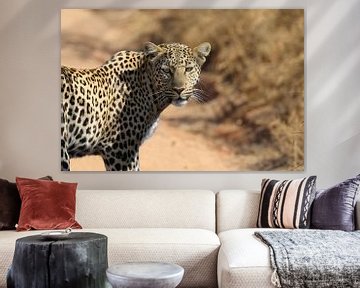 Leopard South Africa by Ralph van Leuveren