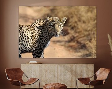 Luipaard Pilanesberg NP Zuid Afrika