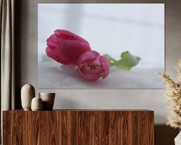 De Tulp  van Desiree Bona