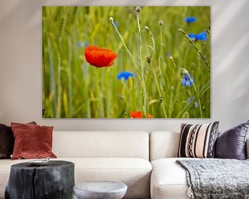 Papaver op een tarweveld van Jan Brons