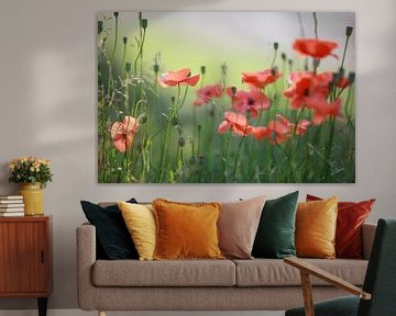 Poppies by Jana Behr