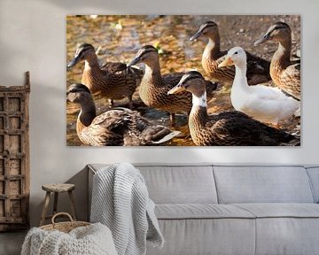 Famille de canards sur Liv Jongman