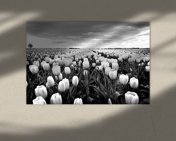 Tulpen, Niederländisch Landschaft (Schwarz-Weiß) von Rob Blok