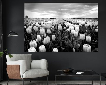 Tulpenveld, Nederlands landschap (zwart-wit)