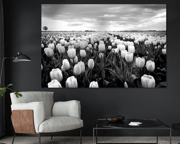 Champ de tulipes, paysage hollandais (noir et blanc)