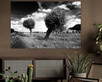 Bäume, niederländische Landschaft (schwarz-weiß) von Rob Blok