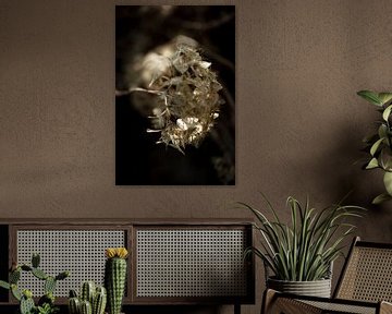 Light and dark with fragile flower by kitty van gemert
