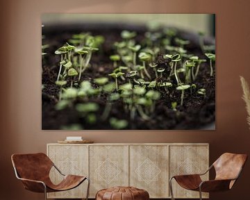 Springing of life with basil by kitty van gemert