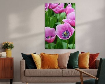 Tulipa soft Purple