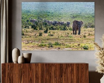 Elefantenherde im Addo-Elefanten-Nationalpark