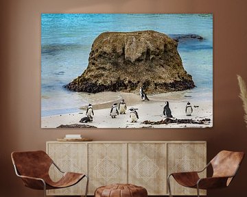 Pinguïns op het strand van Zuid-Afrika