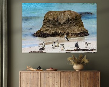Pinguine am Strand von Südafrika