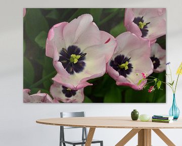 Tulipa Soft Touch sur Marcel van Duinen