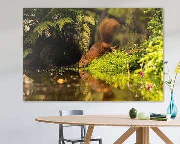 Rode eekhoorn van Leo Kramp Fotografie