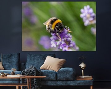 Bumblebee lavender