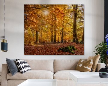 Herbstliche Buchenwälder im Naturpark Rheingau-Taunus bei Engenhahn sur Christian Müringer