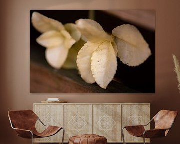 weiße Blütenblätter von Tania Perneel