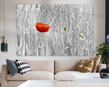 Rode papaver bloem spring eruit van Jan Brons