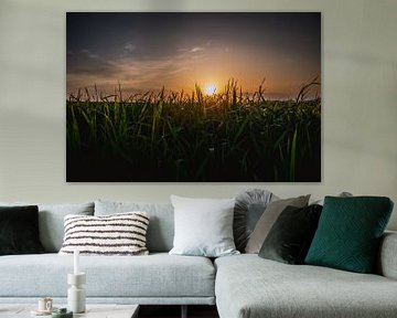 Zonsondergang in het groene gras van Stedom Fotografie