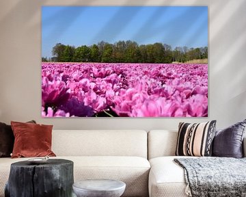 Een roze tulpenveld