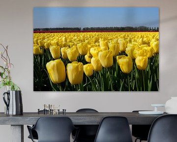 Un champ de tulipes jaunes sur Gerard de Zwaan