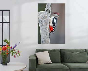 Drumming Great Spotted Woodpecker by Beschermingswerk voor aan uw muur