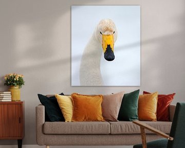 Whooper Swan (Cygnus cygnus) von AGAMI Photo Agency
