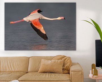 Greater Flamingo (Phoenicopterus roseus) sur AGAMI Photo Agency