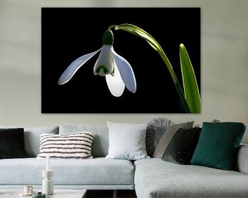 Gewoon sneeuwklokje (Galanthus nivalis) van AGAMI Photo Agency